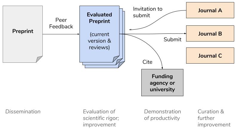 Peer Feedback